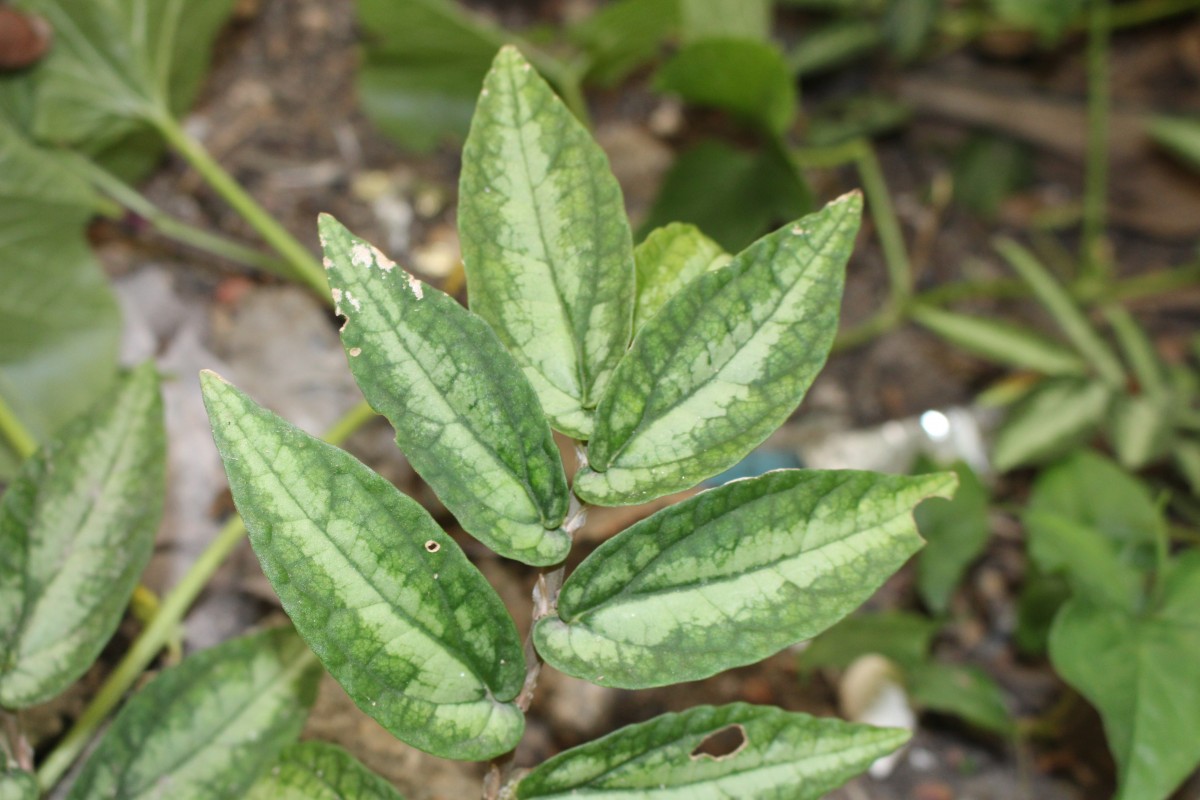 Procris repens (Lour.) B.J.Conn & Hadiah